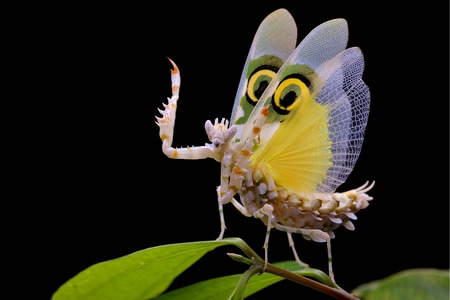 微距-生态-螳螂-螳螂-昆虫 图片素材
