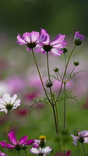 格桑花-花-格桑花-花-植物 图片素材