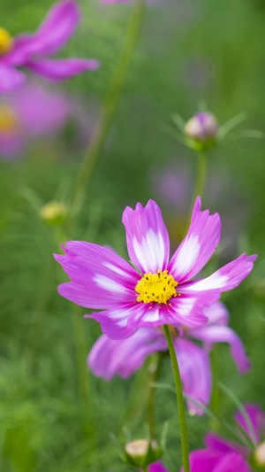 格桑花-花-格桑花-花-植物 图片素材