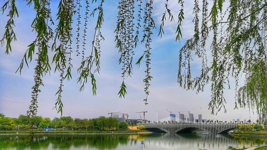 郑州市-风光-风景-树枝-枝条 图片素材