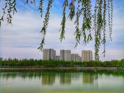 郑州市-风光-树枝-枝条-云 图片素材