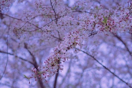 樱花-赏樱-春天-樱花季-樱花 图片素材