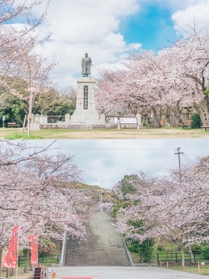 樱花季-日本旅行-春天-建筑-风景 图片素材