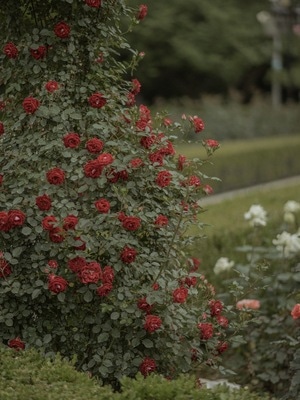 人像摄影-风光摄影-月季花开-花-花朵 图片素材