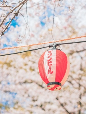 樱花季-日本旅行-春天-热气球-灯笼 图片素材