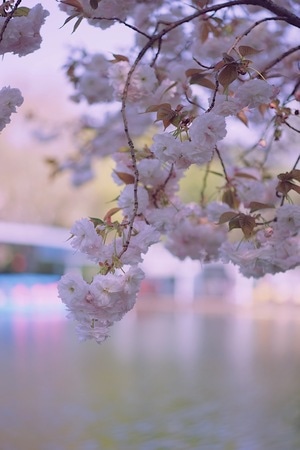樱花-赏樱-春天-樱花季-植物 图片素材
