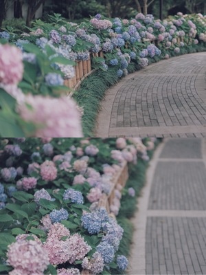 人像摄影-小清新-花朵-植物-花 图片素材