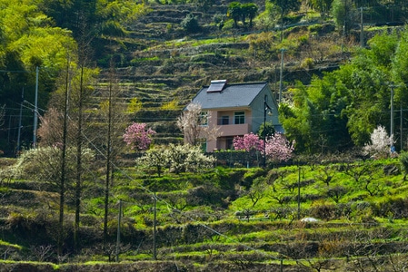 色彩-旅行-森林-春天-阳光 图片素材