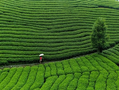 手机摄影-风光-田地-风景-茶林 图片素材