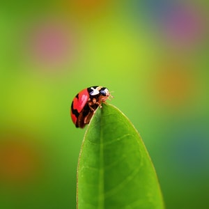 生态-微距-色彩-瓢虫-昆虫 图片素材