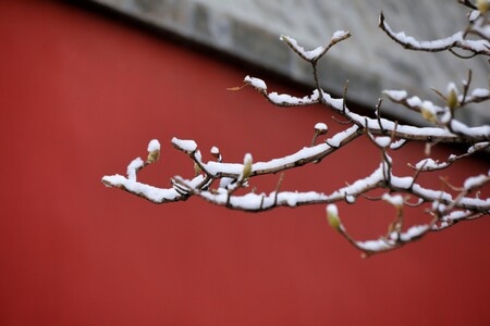 初雪-红墙-屋檐-北京-树枝 图片素材