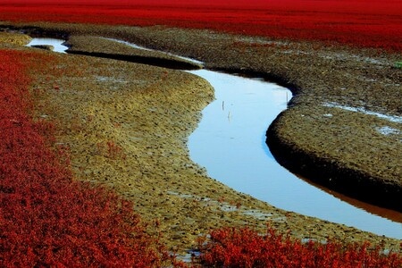 秋日物语-风光-秋色-红-红海滩 图片素材