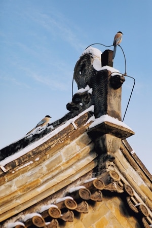 雪-屋顶-鸟-屋檐-房檐 图片素材