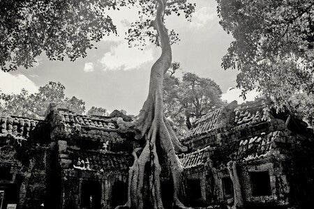 旅拍-古迹-寺庙-古树-吴哥 图片素材