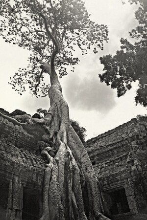 旅拍-古迹-寺庙-古树-吴哥 图片素材