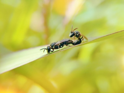 自然-手机微距-昆虫-昆虫-胡峰 图片素材