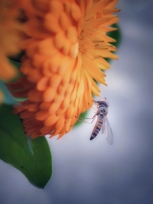 手机微距-手机摄影-蜜蜂-昆虫-动物 图片素材