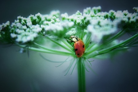 微观世界-昆虫-自然-昆虫-七星瓢虫 图片素材