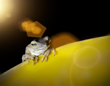 手机微距-自然-青蛙-树蛙-两栖类 图片素材