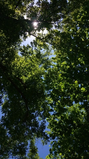 我要上封面-自然-手机摄影-树-树叶 图片素材