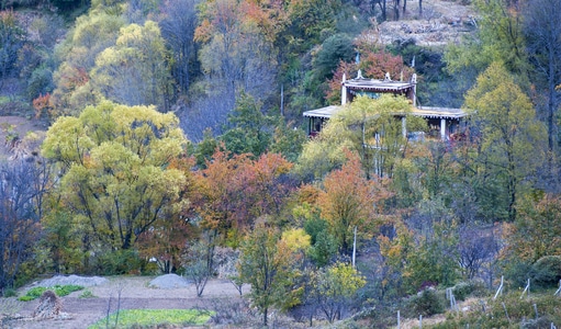 秋色-风光-旅行-藏寨-藏寨 图片素材