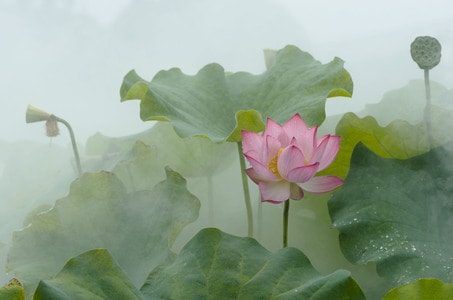 风光-荷花-花-花朵-花卉 图片素材