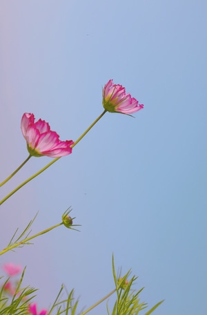 小而美-花花-春暖花开-青稞-油菜花 图片素材