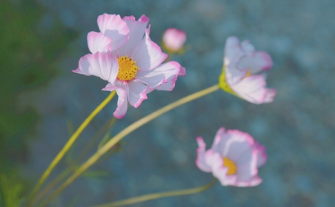小而美-花花-春暖花开-青稞-油菜花 图片素材