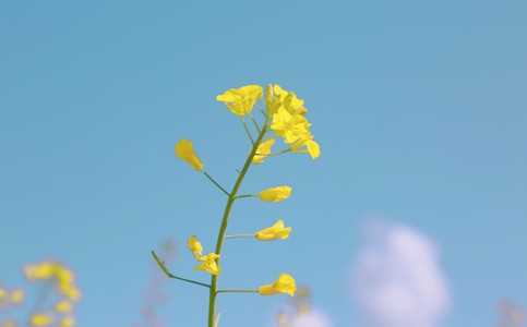 小而美-花花-春暖花开-青稞-油菜花 图片素材