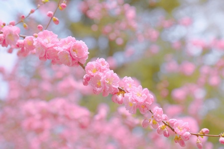 小而美-花花-春暖花开-青稞-油菜花 图片素材