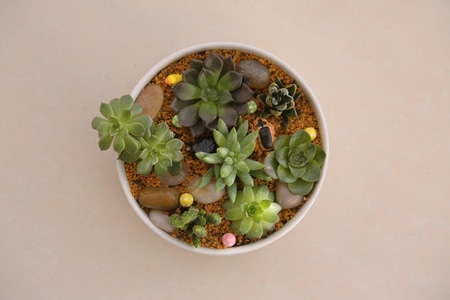 宅家-每日一拍-小清新-花草-绿色 图片素材