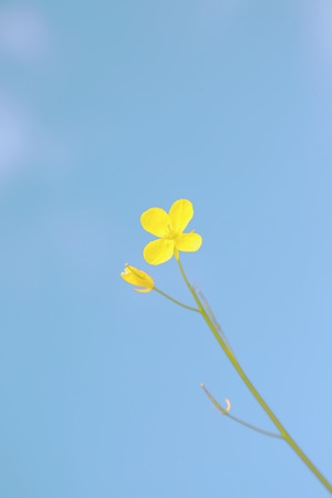 小而美-花花-春暖花开-青稞-油菜花 图片素材