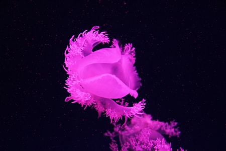 海洋-美丽-水母-海底世界-水母 图片素材
