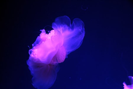 海洋-美丽-水母-海底世界-水母 图片素材