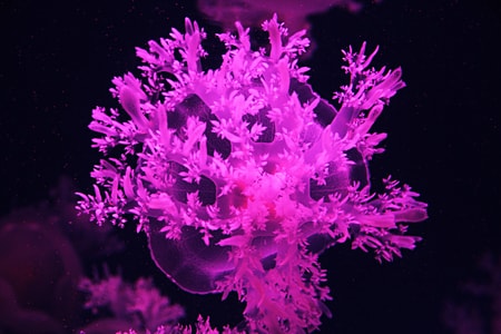 海洋-美丽-水母-海底世界-水母 图片素材