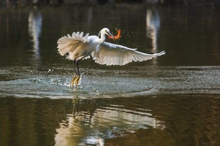 生态-自然-动物摄影-白鹭-鸟 图片素材