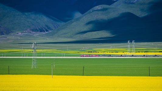 青海门源-风光-油菜花-风景-风光 图片素材