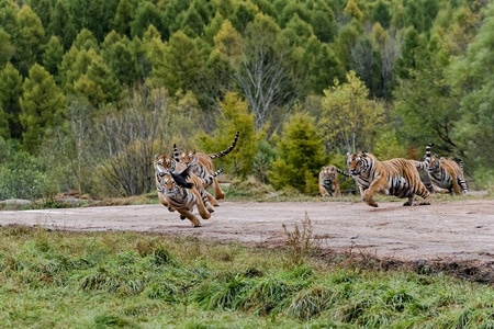 自然生态-动物摄影-虎-老虎-动物 图片素材