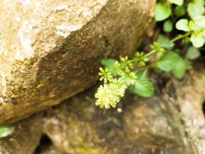 摄影-日常生活-花-草-自然 图片素材