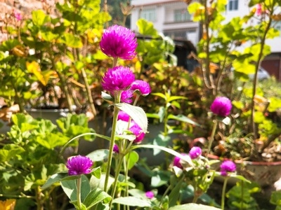 摄影-日常生活-花-草-自然 图片素材