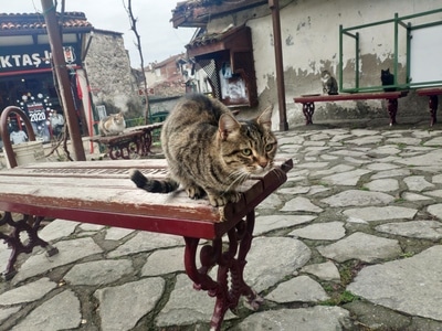 卡帕多奇亚-土耳其-旅行-旅拍-猫 图片素材