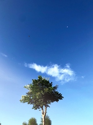 街头-光影-风景-生灵-风景 图片素材