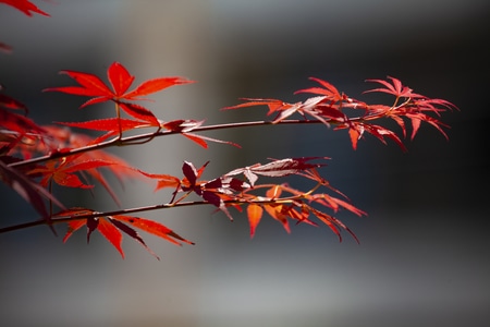 手机摄影-寂陌先生-摄影师罗馗-贵州毕节-生活 图片素材