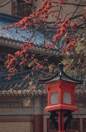 广州-纪实-扫街-广州纪念堂-花 图片素材