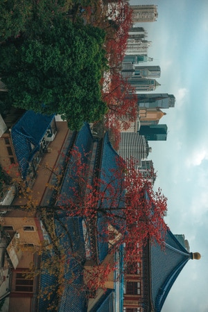广州-木棉花-纪实-城市-城市风光 图片素材