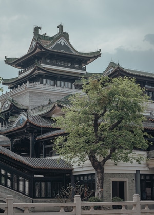 广州-纪实-扫街-旧城区-树木 图片素材