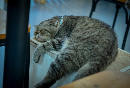 萌宠-猫-猫-猫咪-小猫 图片素材