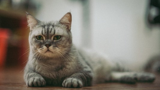纪实-猫-猫-动物-宠物猫 图片素材