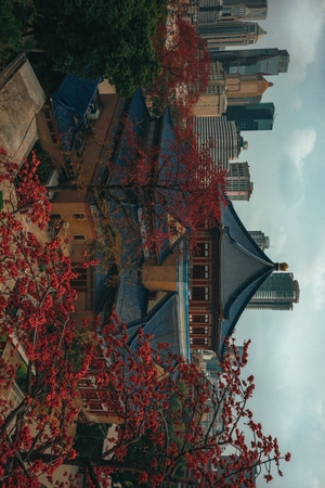 广州-木棉花-纪实-城市-城市风光 图片素材