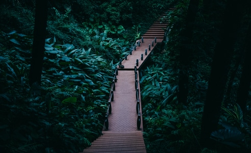 风光-纪实-林间小道-小路-小道 图片素材